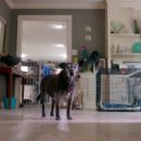 도그-in 하우스 이미지