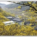 산수유피는마을 이미지