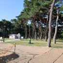 소나무캠핑 이미지