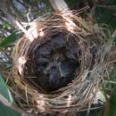 새둥지 이미지