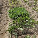 희정이네농장 이미지