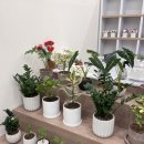 심화(心花) 이미지