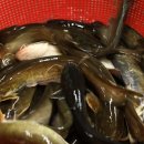 시골황토매운탕 이미지