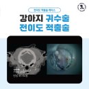 첨단메디칼(주) | 안산동물병원 강아지 만성 외이도염, 이도 증식 TECA 수술 및 후기