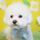 베이비숑 펫살롱 이미지