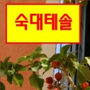 세이브영어교습소 | 숙대테솔 후 진로 알아보기