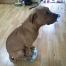 징베 카카오 검색결과