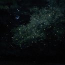 댕댕이블루스 | 코타키나발루 봉가완 반딧불투어 상세후기 / 호텔픽업&amp;마사지샵드랍