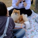 댕스피크닉 이미지