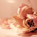 당신을 사랑합니다 이미지