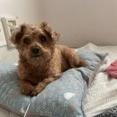 스위티독 이미지