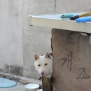 고집짬뽕
