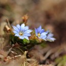 천사로목장 이미지