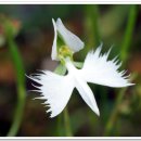 난초목장 이미지