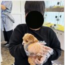 펫퍼스트 24시 강아지분양 고양이분양 파주운정점 | 펫퍼스트 24시 강아지분양 고양이분양 파주운정점에서 반려동물 선택 시 고려할 점!