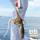 강태공낚시 | 인천 쭈꾸미낚시 추천 남항 배낚시 예약 채비 후기