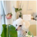 행복한 애견 미용 이미지