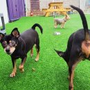 동물진료법인피케이동물병원 | 인천강아지파양 비용 안심하시고 찾아오세요!(부평)