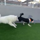 조이풀독 이미지