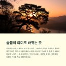 관음송 | 단종의 비극이 머문 섬, 청령포