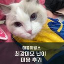 애옹이발소 이미지