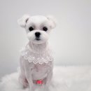 토비네 살롱 이미지