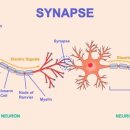 스포츠지도사 2급 - 운동생리학 이미지