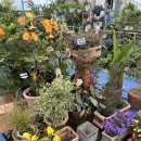 한빛 꽃농원 이미지