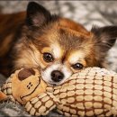 목욕하는 강아지 이미지