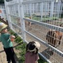 비호농장 이미지