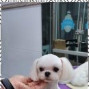 키티앤퍼피 이미지