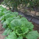 하도소리 이미지