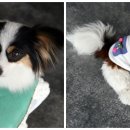 블루밍독 이미지