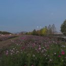 한강시민공원 시계탑 | 경기도 구리한강공원 코스모스 9/20 실시간 개화상황, 2025 구리한강코스모스축제 불꽃놀이 드론쇼 일정...