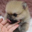 민스켄넬 이미지