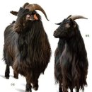 염소연구소 이미지