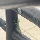 그레이스약국 이미지