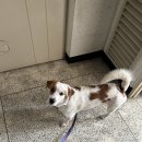 [내돈내산] 자코모 아르테 3.5인 패브릭 젠위브 후기