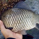 버들낚시터 이미지