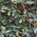 왕모람 Ficus pumila L. 이미지
