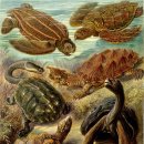 거북가든 이미지