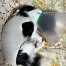 민동물병원 이미지