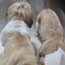 파주켄넬 | 파주강아지교배 출장으로 안전하게!!