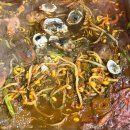 7362 | [마포 제철 알쭈꾸미 맛집] 소문난쭈꾸미 평일 저녁 웨이팅 솔직후기