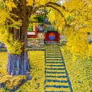 능주향교 은행나무 | 화순 능주 향교 은행나무(지인사진)