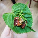 황강장어 이미지