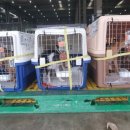 루비켄넬 이미지