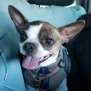 하얀멍이 이미지