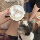 성주수산 | [보령 성주계곡] 평상 대여 및 숙박 가능한 솔향기펜션 +애견동반