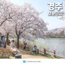 경주 벚꽃 명소 경주 보문단지 피크닉
